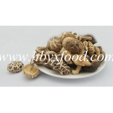 2016 Export déshydraté Shiitake Chou Snack Food